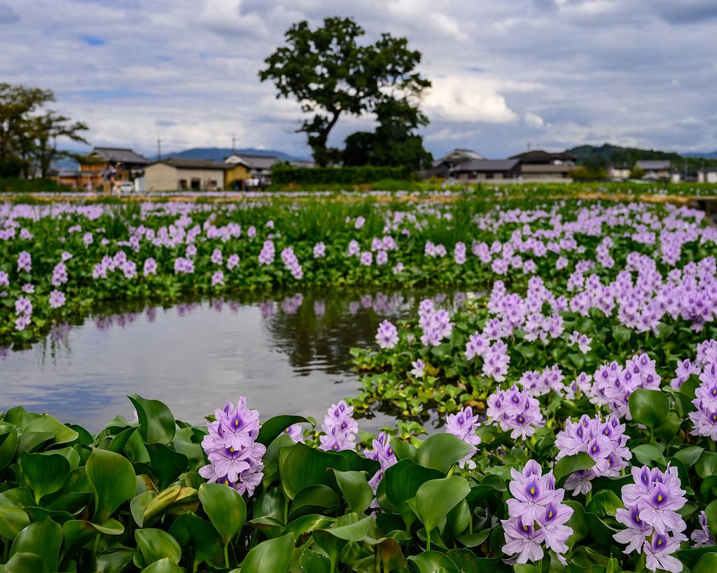 Floating Flowering Plant â Live Aquatic Plants for Ponds & Aquariums (1 Common Water Hyacinth (Eichhornia crassipes), 1, Count)