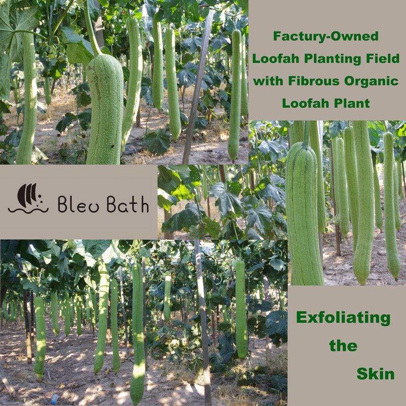 Bleu Bath (6 Pack) Dual-Sided Exfoliating Skin Towel Natural Terry Body Cloth Scrubber Premium Sturdy Loofah Towel Soft and Buffing Wash Cloth White for Either Oil or Dry Skin (Passion Green)