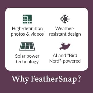 Feathersnap Smart Bird Feeder with AI Identification & HD Camera – Solar-Powered Wi-Fi Feeder Sends Photos & Videos to Your Phone – Includes Pole Mount, Bird Seed, 32GB SD Card, & Cleaning Cloth