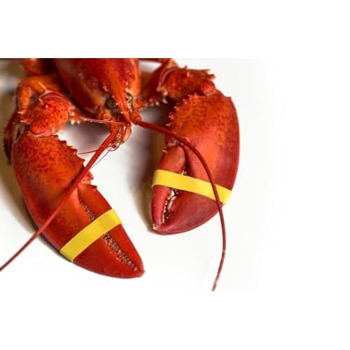 AirFly Crab, Lobster Claw Rubber Bands, Protect Lobsters & Crabs, Cook Safe FDA-Compliant Silicone, Made in USA