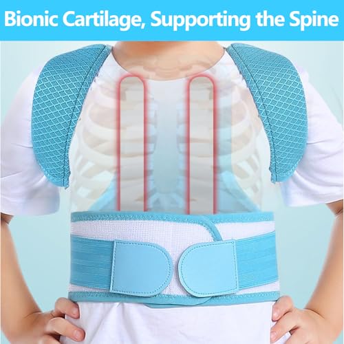 Posture Corrector for Kids,Adjustable Children Posture Corrector for Boys/Girls,Breathable Back Support Belt with Spine Lumbar Shoulder Braces for Hunchback，Spine Corrector (Blue, Large)