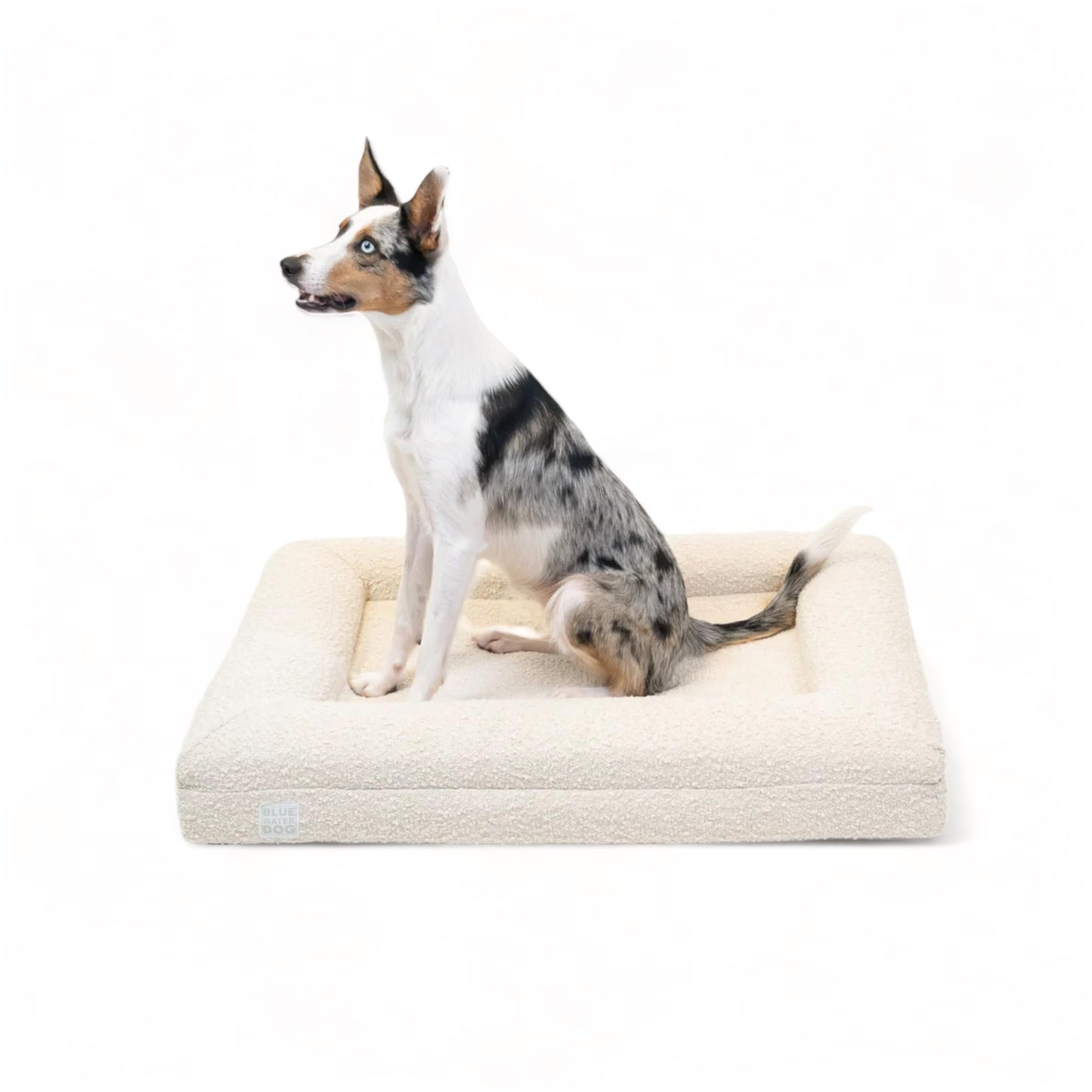 Bluewater Dog Luxury Boucle Orthopedic Memory Foam Dog Bed with Waterproof Liner and Machine Washable Cover with YKK Zippers (Medium 37" L x 30" W x 6" Th, Cloud)