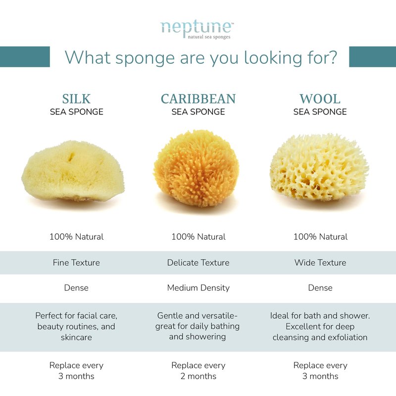 Neptune Caribbean Sea Sponge 2 Pack, Medium (Approx. 5-6 Inch), Natural Bath & Facial Sponge, Ultra-Soft Eco-Friendly Exfoliating Sponge for Gentle Skin Cleansing