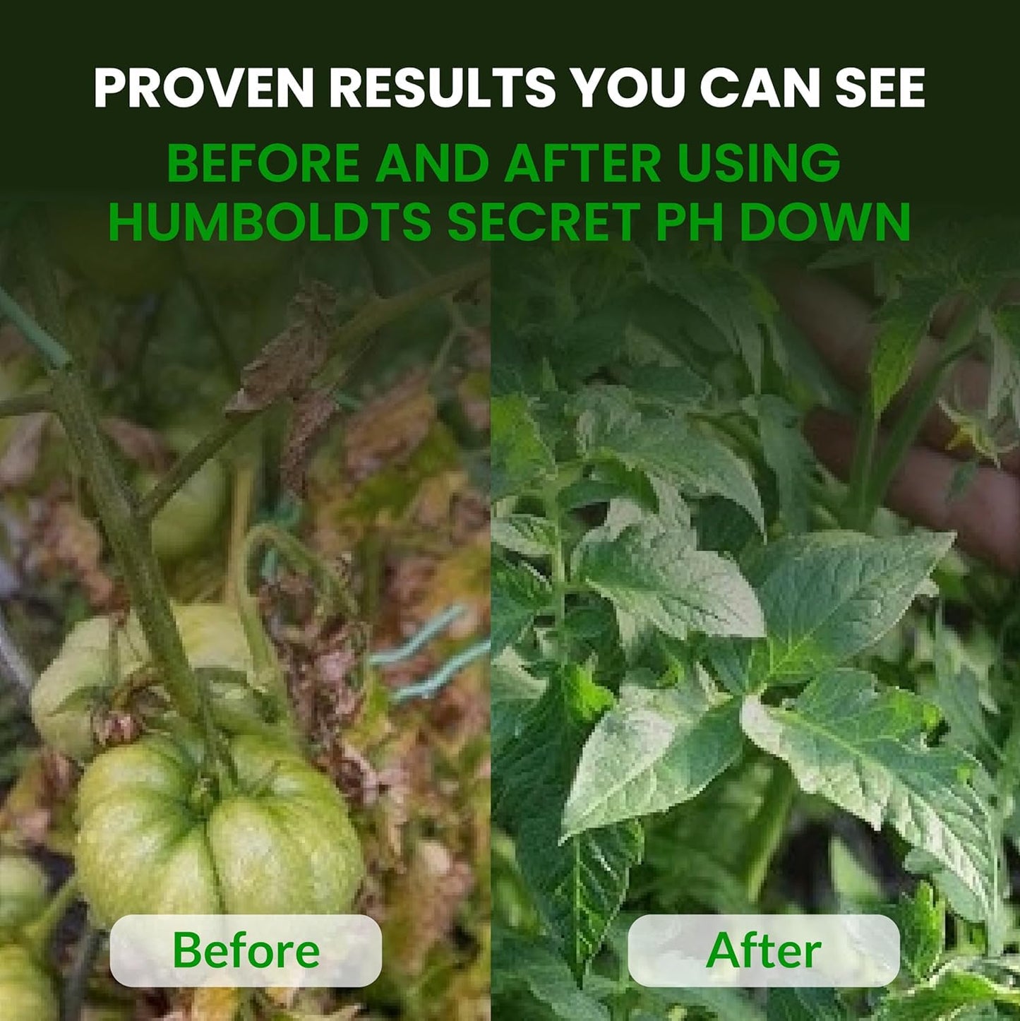 Humboldts Secret Golden Tree Liquid Plant Food | Enhances Growth Indoors or Outdoors | All-in-One Plant Nutrients for Vegetables, Trees, Flowers, Fruits, Roses, Lawns, Tomatoes | 1 Gallon