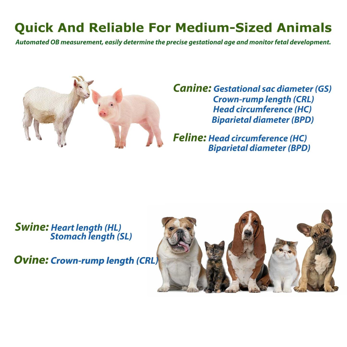 DAWEIanimed DAWEI Professional Vet Ultrasound Machine Portable Veterinary Handheld Scanner B-Ultra Sound with 3.5MHz Probe for Pig,Sheep, Goat, Dog use