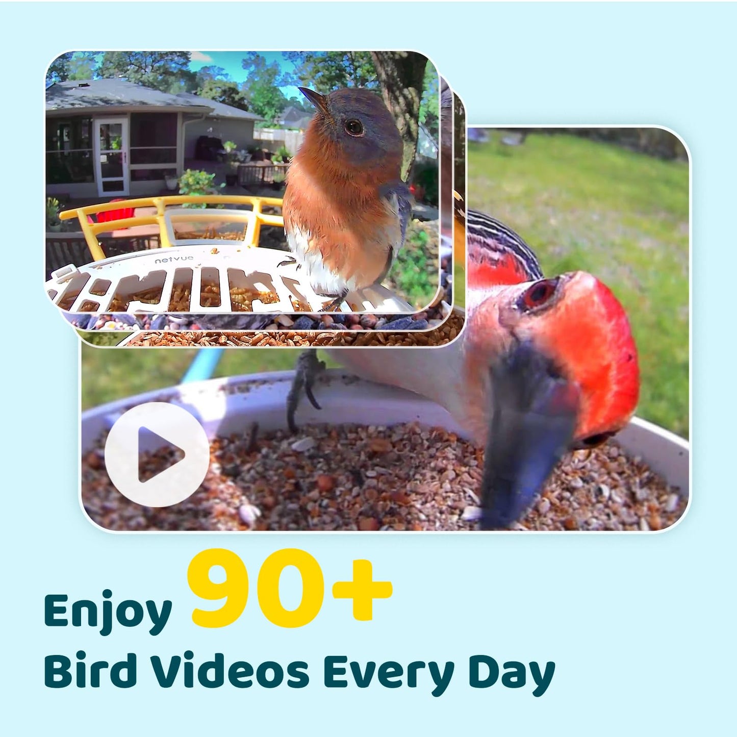 NETVUE by Birdfy Smart Bird Feeder with Camera & Shield