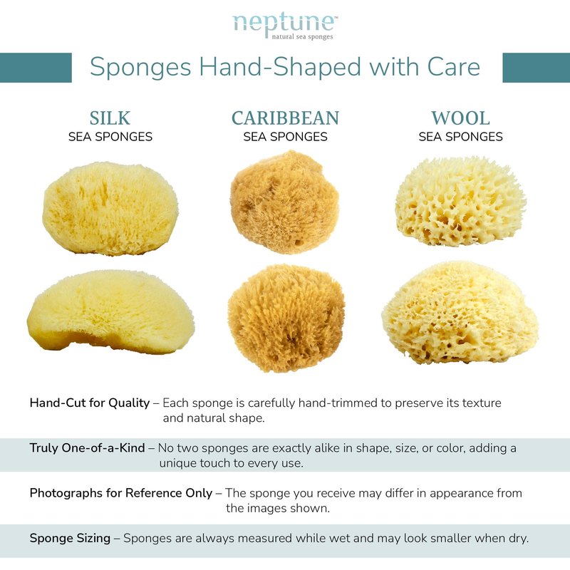 Neptune Caribbean Sea Sponge 2 Pack, Medium (Approx. 5-6 Inch), Natural Bath & Facial Sponge, Ultra-Soft Eco-Friendly Exfoliating Sponge for Gentle Skin Cleansing