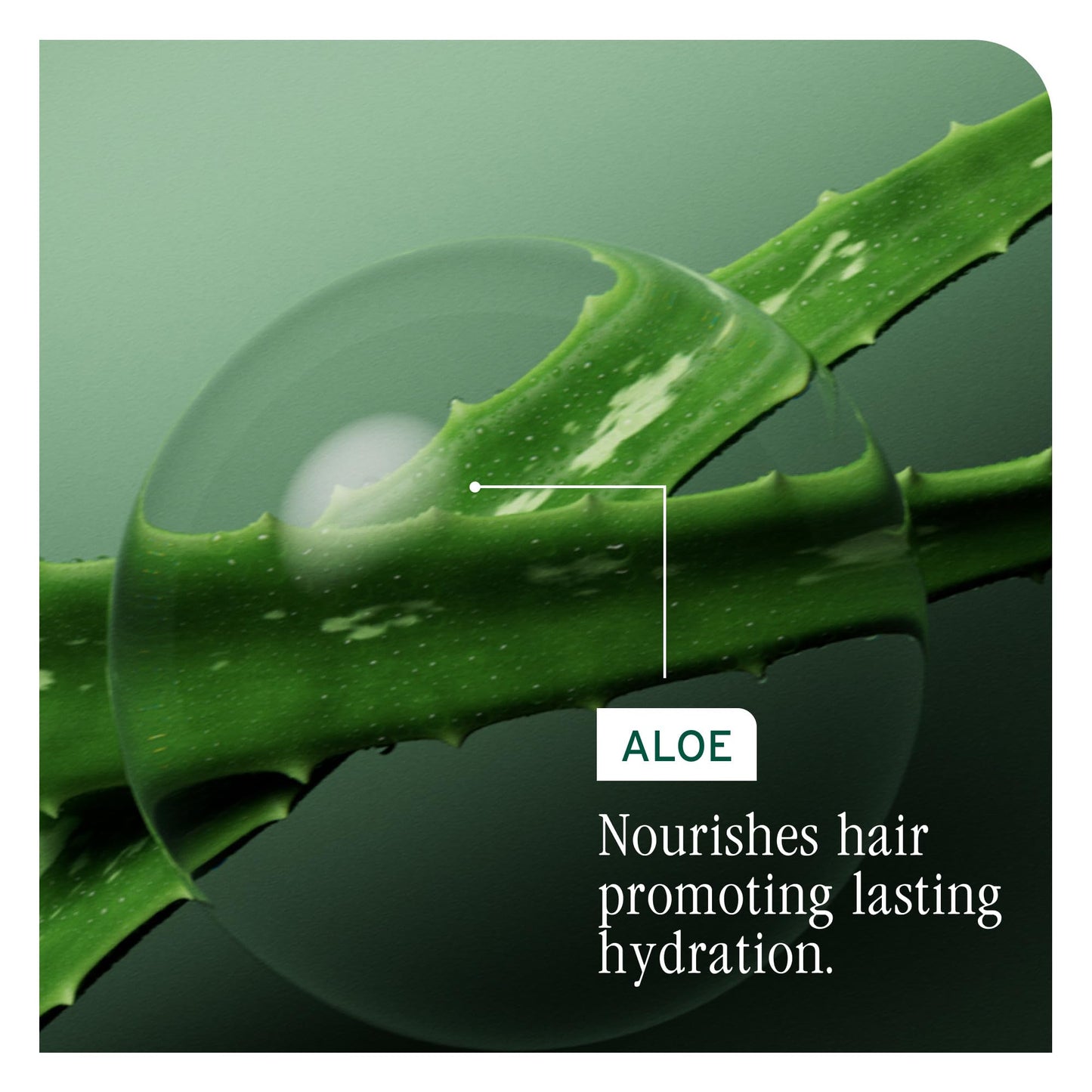 Biolage Hydra Source Shampoo - Softens, Moisturizes & Adds Shine, For Dry Hair, Infused with Micro-Filtered Aloe Vera & Fermented Hyaluronic Acid, Vegan & Paraben-Free, 1.7 Fl Oz