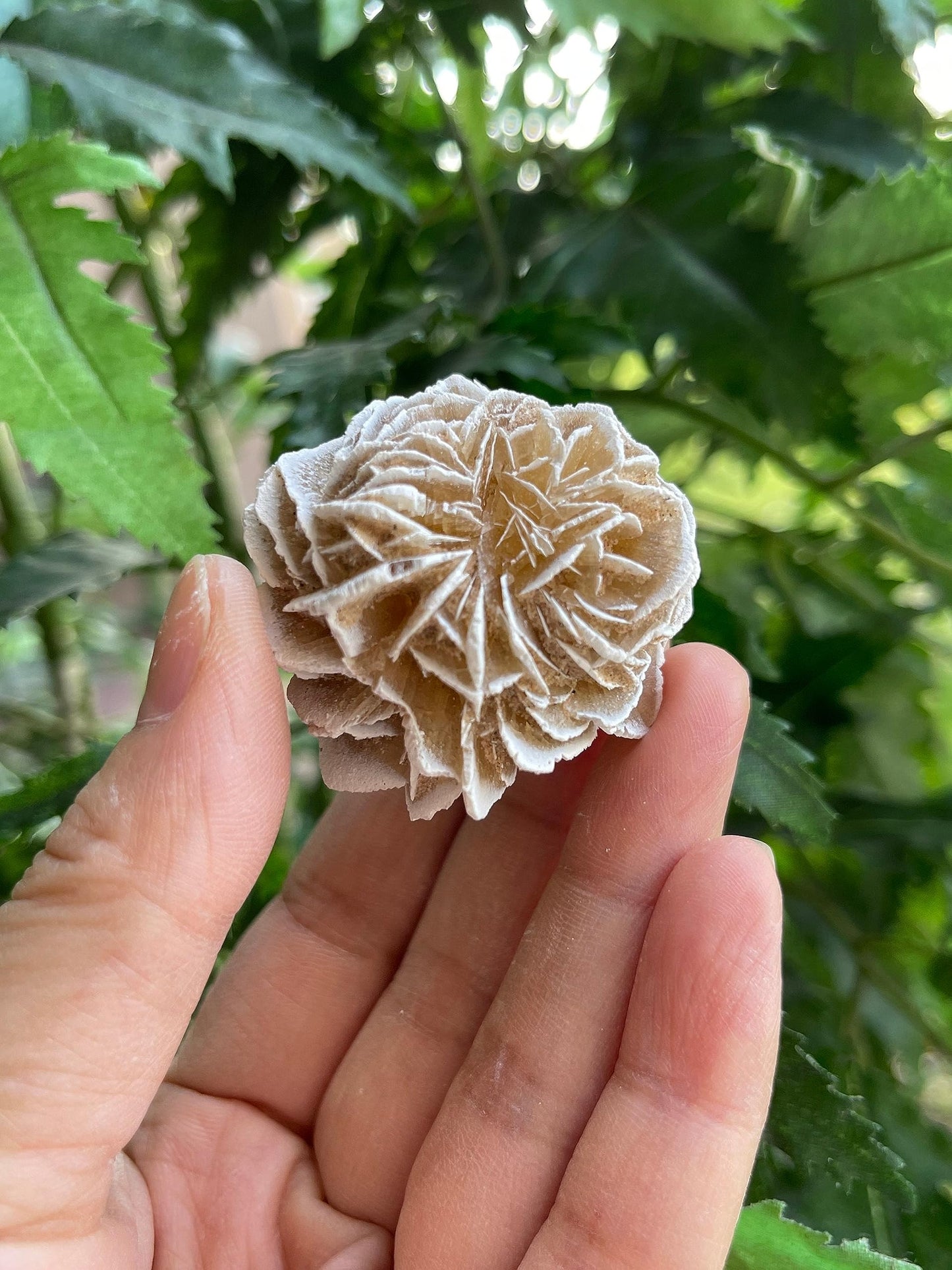 GAF TREASURES Wholesale Raw Desert Rose Crystals, Natural Desert Rose Stone, Natural Rough Desert Rose Crystals, Desert Rose Rough, Desert Rose Healing Crystals (Desert Rose, 0.5 Pound)