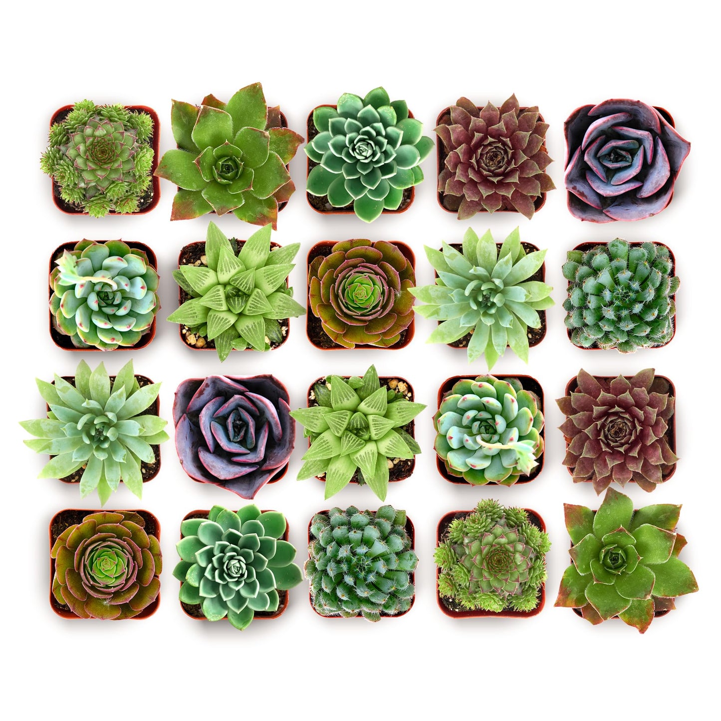 Shop Succulents Echeveria & Rosette Live Succulent Variety Pack â Fully Rooted 2" Potted Plants for Gifts, Favors, DIY Projects, Terrariums, Home DÃ©cor, and Garden Arrangements, 32 Pack