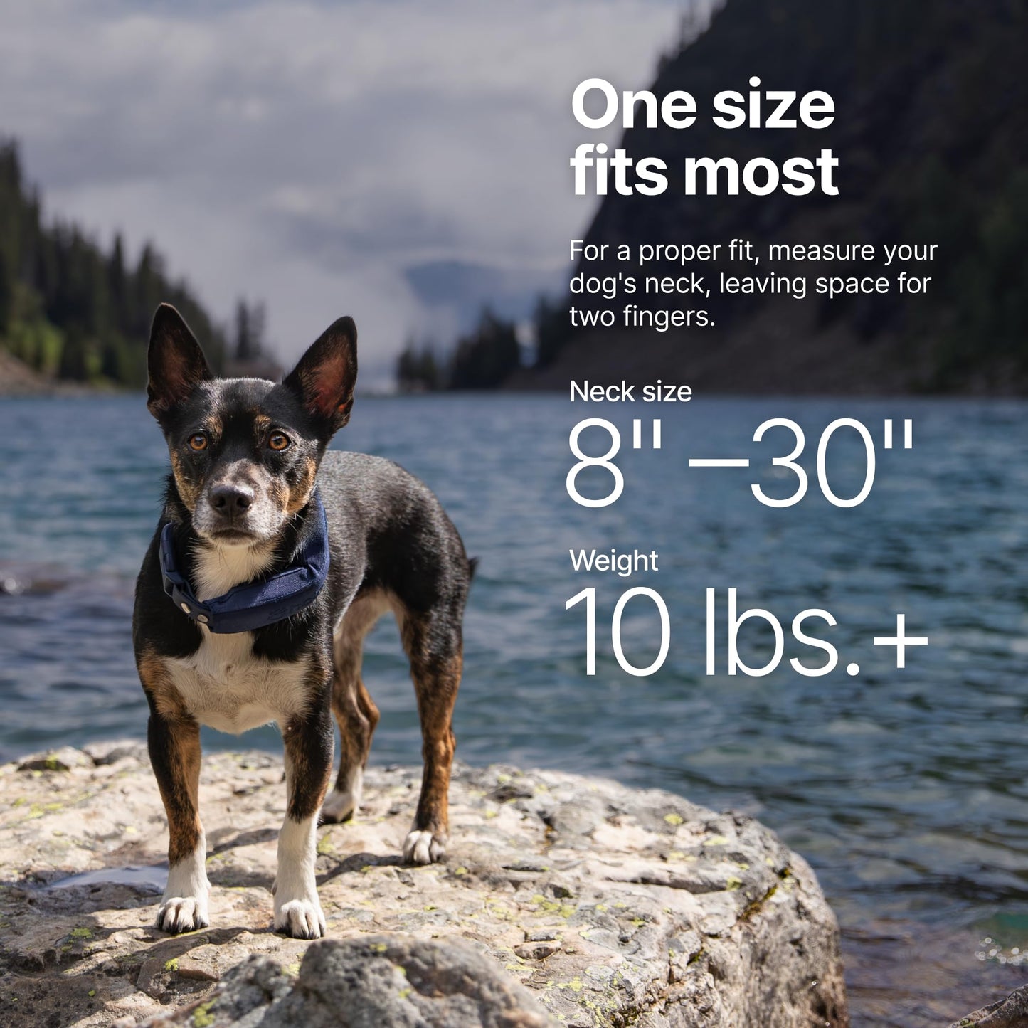 Halo Collar 5 Wireless Dog Fence & GPS Dog Collar, Keep Your Dog Safely Contained Outdoors with App-Controlled Boundaries and Real-Time Tracking, One Size, Midnight