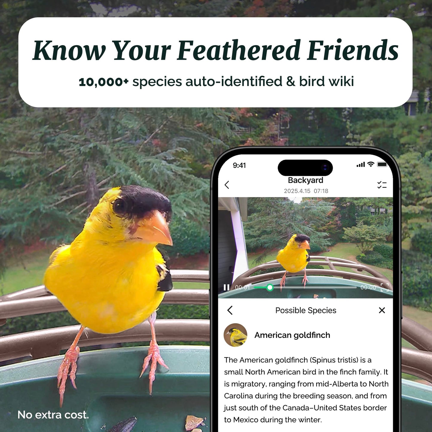 Beako™ Smart Bird Feeder with 4K Camera - Lifetime AI Bird Species Identification, No Subscription Required, 8MP Live Stream & Photos, Auto Capture, Real-Time Notifications, Solar Powered for Outdoors