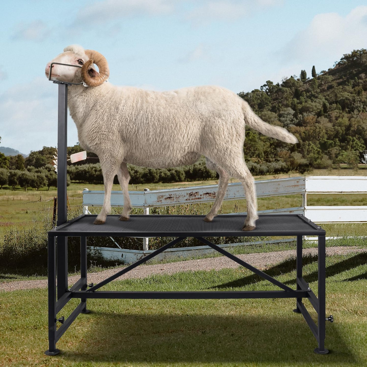 Belinova Goat Milking Stand 600Lbs Goat Stand Sheep Stand for Trimming Metal Livestock Stand with Adjustable Headpiece Goat Shearing Livestock Stand Height Adjustable, Black