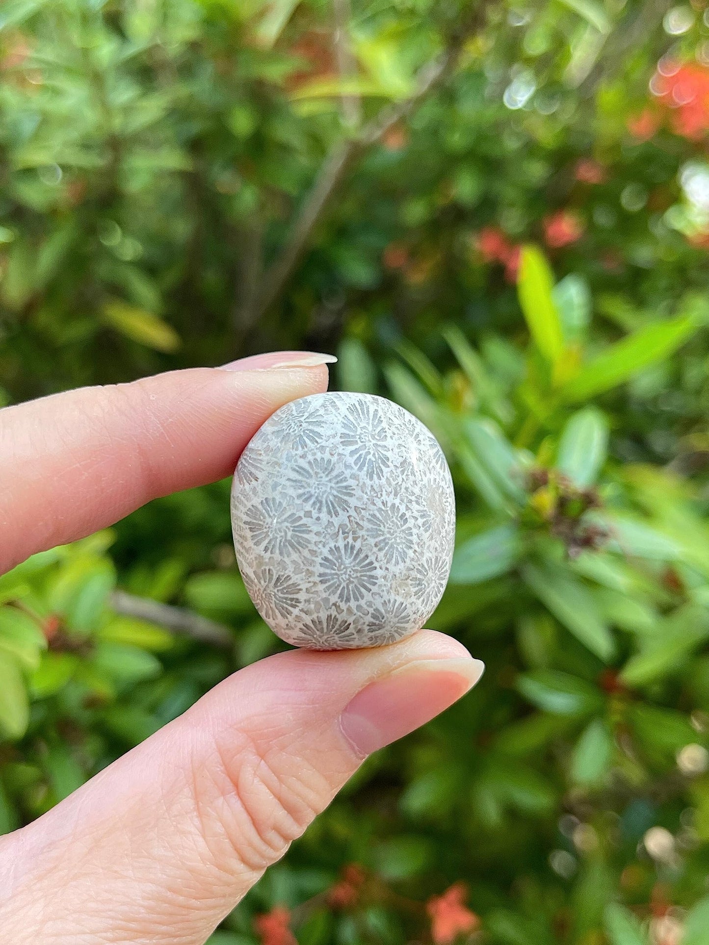 GAF TREASURES Wholesale Fossil Coral Tumbled Stones, Polished Natural Fossil Coral Gemstone, Fossil Coral Polished Rocks (Fossil Coral, 0.25 Pound)