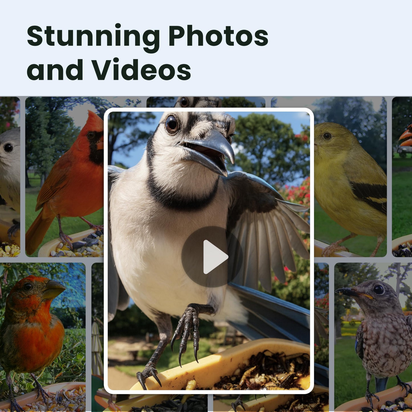 Birdfy Bird Feeder with Camera for Rookie - Solar Powered Outdoor Bird Feeder with Dual Night Vision, AI Recognition, Slow Motion & IP66 Waterproof, Ideal for BirdLovers (Lifetime Free AI)