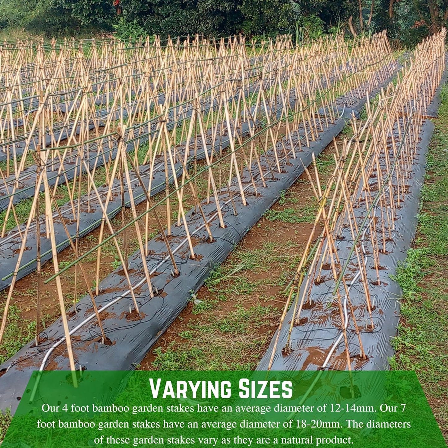 Farm Plastic Supply - Bamboo Garden Stakes - Bambo Sticks, Bamboo Plant Stakes for Outdoor Plants, Plant Support Stakes for Indoor Plants (4 Foot, 20)
