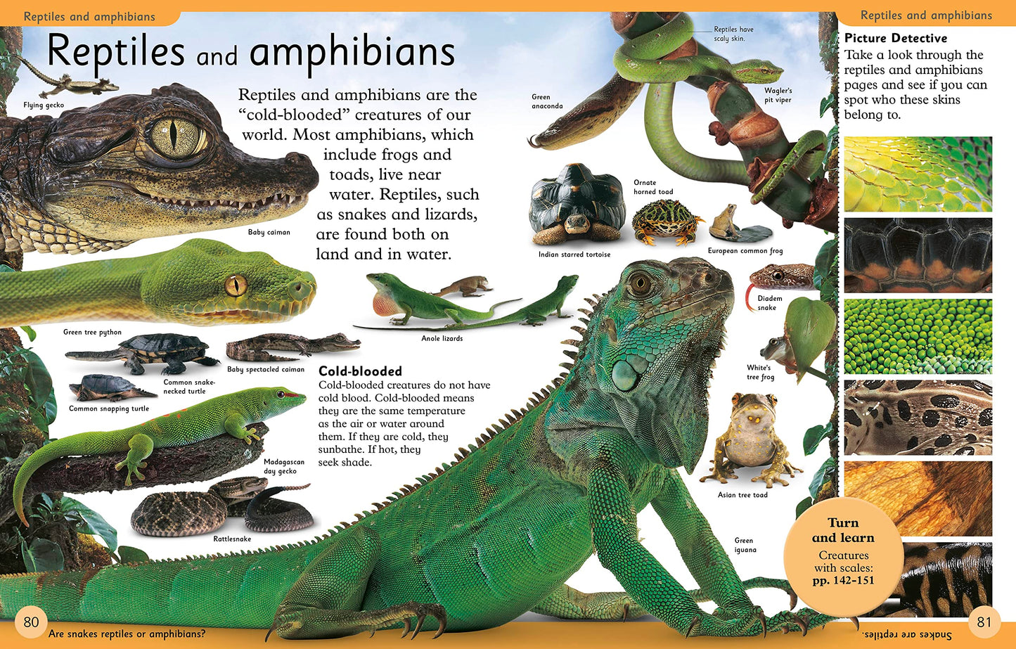 First Animal Encyclopedia: A First Reference Guide to the Animals of the World (DK First Reference)